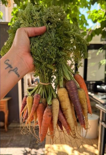 Zanahorias de la huerta